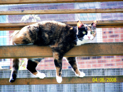 Penny the Cat
RIP - Sweet dreams my baby girl.
