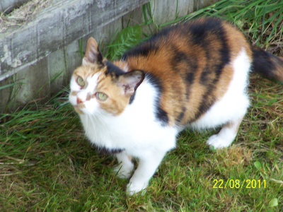 Tiggy the Cat
RIP - Sweet dreams my baby girl.
