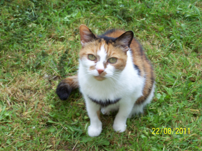 Tiggy the Cat
RIP - Sweet dreams my baby girl.
