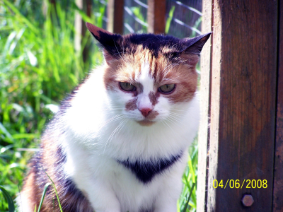 Tiggy the Cat
RIP - Sweet dreams my baby girl.
Keywords: Tiggy:Cat